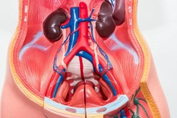 Model of the abdominal wall of the urinary tract, item 14004