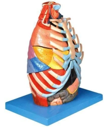 Thoracic cavity model, 13016