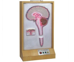 Electrical model of cerebrospinal fluid circulation, 18221