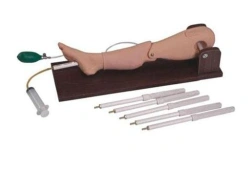 Leg model for bone marrow puncture, for venipuncture, L65A