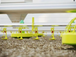 Equipment for floor rearing of laying hen parents (LHH)