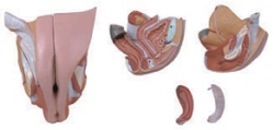 Female genitals, item G5105