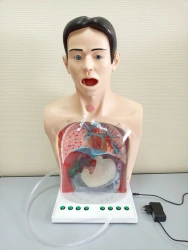 Simulator (model) for gastric lavage, A2
