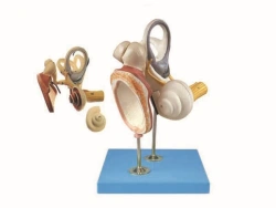 Model of inner ear, tympanic membrane and cochlea (4 times magnification), art. 17204-2