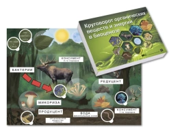 Magnetic poster "Organic substances and energy cycle in a biocenosis of a mixed forest or taiga" with a box of cards, methodical