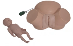 Model of difficult labour, GP6617/8A