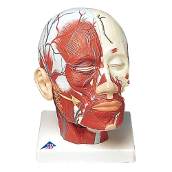 Model of head with nerves 18112