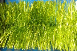 Tinsel 5-ply, length 1.8M, lemon colour