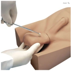 Vasectomy Training Model, GP6626