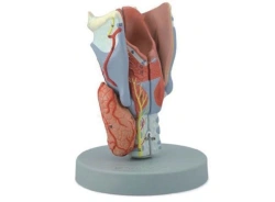 Model of larynx, art. 13004
