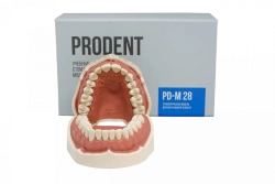 Standard dental jaw model, 28 teeth PD-M28