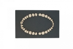 Set of teeth for standard dental model, 32 pcs. PD-NZ M32
