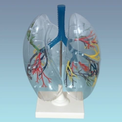 Transparent lung model, 13009