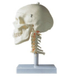 Model of skull and cervical spine, 11111-3