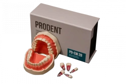 Dental jaw model for endodontic training, PD-EM 28