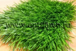 Artificial grass Optigrass PLUS 65 MF