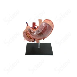 Anatomical model of stomach 4D, 12002-2