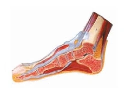 Model of plantar dissection and plantar artery branching, 11312