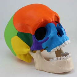 Coloured human skull, ROST/11118