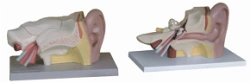 Model of the uzus 3 parts, 17201-3