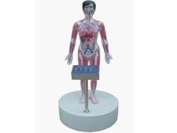 Demonstration model of blood circulation during drug administration, 16013