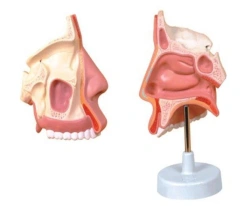 Model of nasal cavity, mouth, larynx 13001