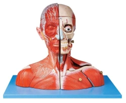 Model of head and neck with blood vessels, nerves and brain, item 18212