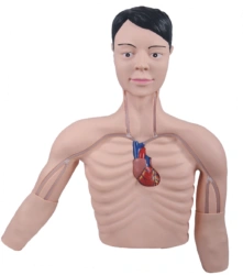 Simulator for central and peripheral vein catheterisation skills L69E