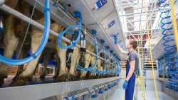 Machinery for animal husbandry: milking machines, "AIS-SCR" series, types: "Parallel"