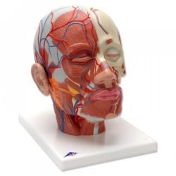 Model of vessels and nerves of head and face, 18109-1