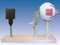 Model of eyeball, 17108