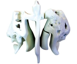 Enlarged model of ethmoidal bones, 11121