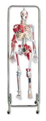 Model of skeleton with internal organs 11304-1