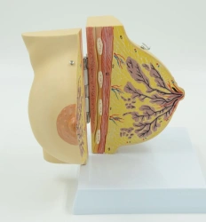 Mammary gland model 15110