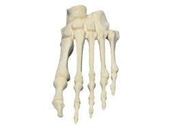 Joint of foot in life-size with ligaments, SK2113