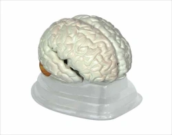 Brain model 18204