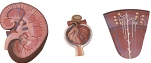 Kidney in section, nephron and tubule, ROST-14007