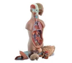 Torso (genderless) 50 cm, 12 parts, 10003C