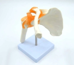 Life-size shoulder joint, SK2109