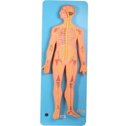 Model of the nervous system 18101