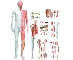 Anatomical model of human body, art.10001