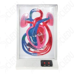 Electrical model of cardiac contraction and circulation, 16004