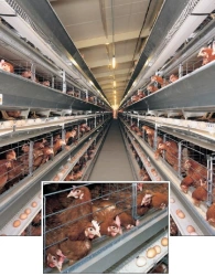 Poultry equipment for laying hens, model UV-500a