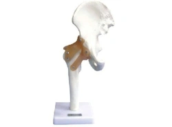 Model of hip joint with ligaments, 11209-4