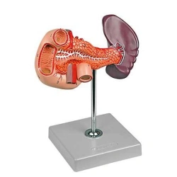 Pancreas, spleen, duodenum, 12004-2/D2004
