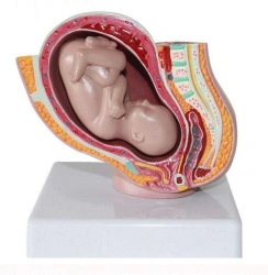 Female pelvis with foetus - 4 parts, G4013