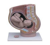 Female pelvis with foetus, item 42006