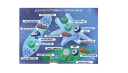 Magnetic poster "Single-cell organisms"