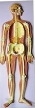 Model of sympathetic nervous system, 18110