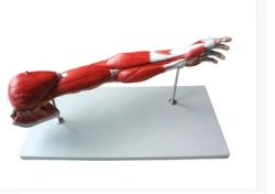 Anatomical model of hand, item 11305-1